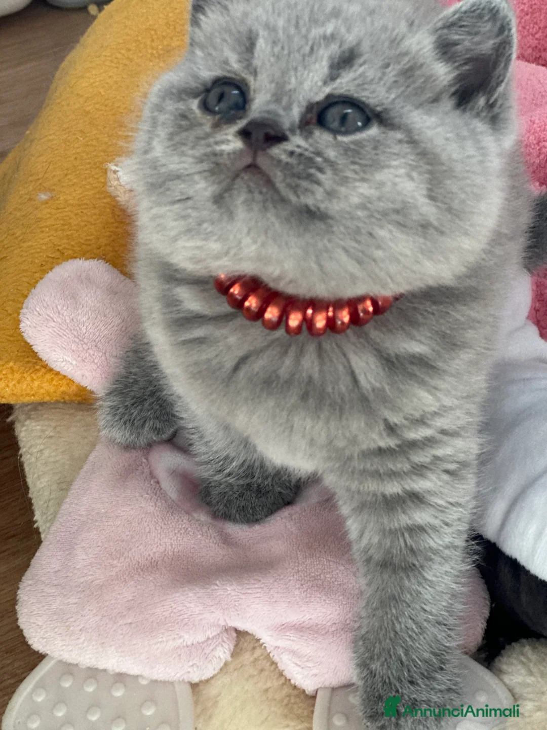 Immagine della galleria {{count}}