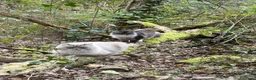 Siberiano gatti in vendita: Cuccioli di Siberiano ipoallergenico - Annuncio 12