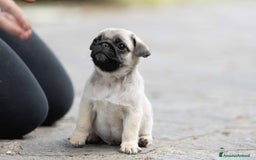 Carlino cani in vendita: Carlino - cucciolo Allevamento ENCI-FCI a Provincia di Arezzo - Immagine 1