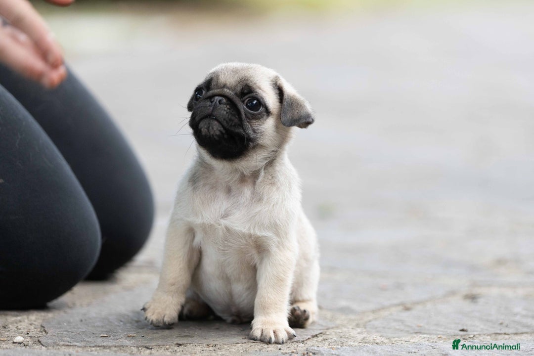 Carlino cani in vendita: Carlino - cucciolo Allevamento ENCI-FCI a Provincia di Arezzo - Immagine 1