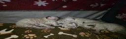 Bengala gatti in vendita: Cuccioli gatto bengala  - Annuncio 15