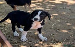 Altre razze cani in regalo: DANA DOLY DORIS 4 MESI (23/02/25) a Provincia di Bergamo - Immagine 9