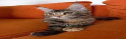 Maine Coon gatti in vendita: Bellissima cucciola Maine coon  - Annuncio 4