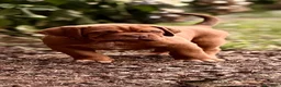 Dogue de Bordeaux cani in vendita: Dogue de Bordeaux CUCCIOLATA STRAORDINARIA  - Annuncio 21