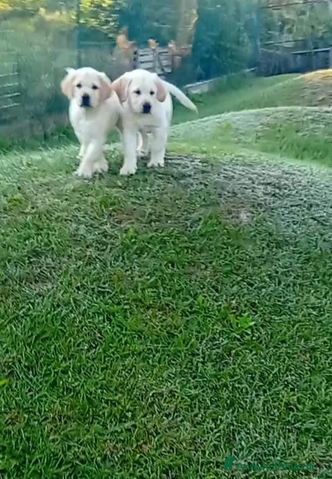 Labrador cani in vendita: Labrador Retriever con Pedigree  - Annuncio 2