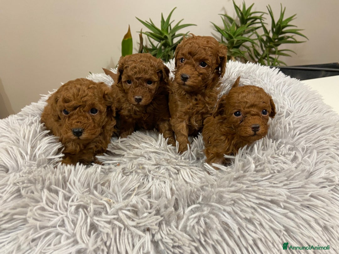 Barboncino Toy cani in vendita: Barboncino toy cuccioli con pedigree Enci - Annuncio 1