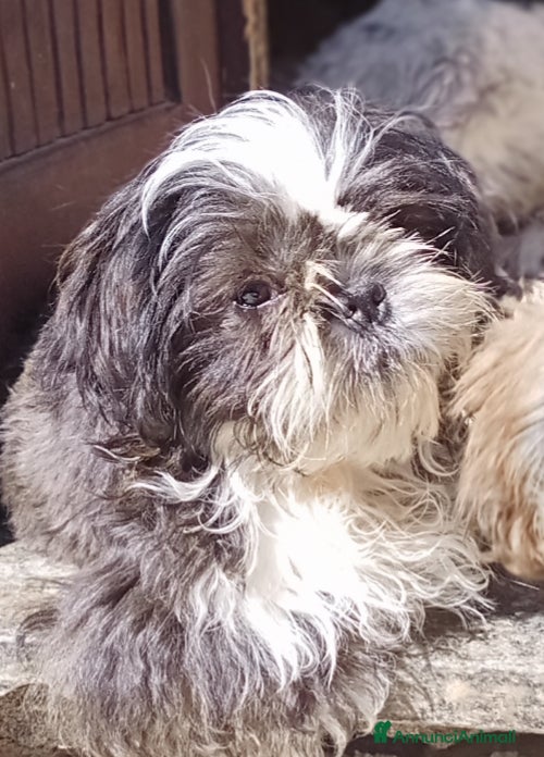 Shih Tzu cani Splendido cucciolo di Shitzu - Annuncio 9