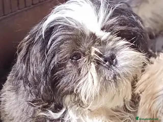 Shih Tzu cani Splendido cucciolo di Shitzu - Annuncio 8