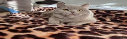British gatti per accoppiamento: British shorthair - Annuncio 7