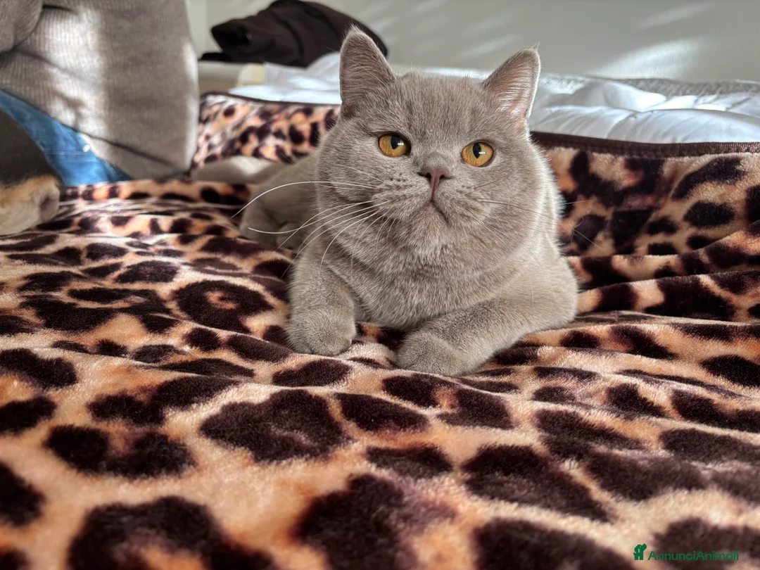 British gatti per accoppiamento: British shorthair - Annuncio 7