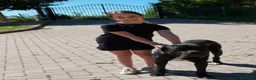 Cane Corso cani in vendita: Spettacolari cuccioli di Cane Corso  - Annuncio 3