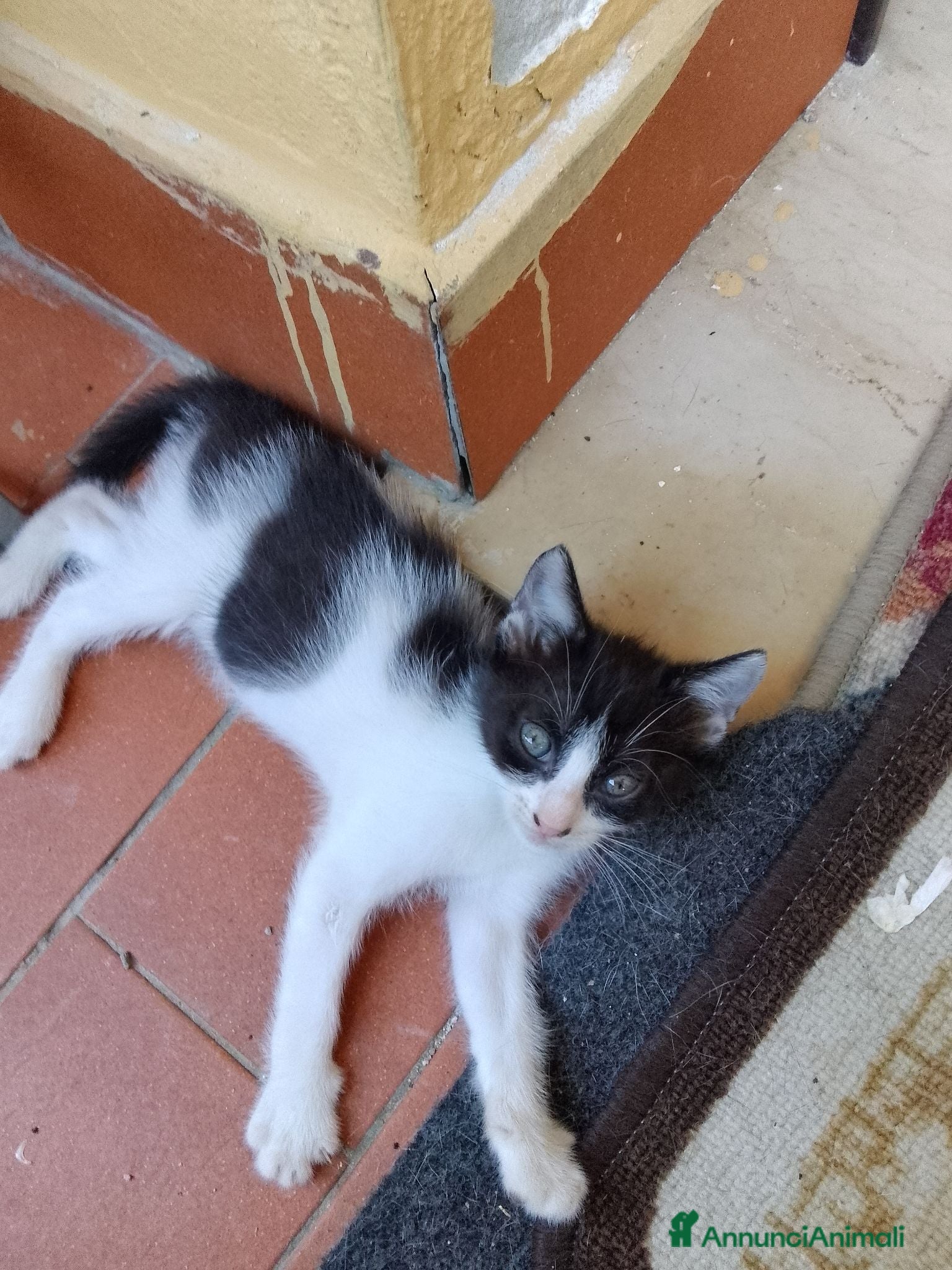 Europeo gatti Gattino cerca famiglia  - Annuncio 4