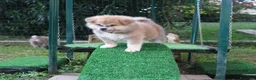 Akita Inu cani in vendita: CUCCIOLI DI AKITA DA ALLEVAMENTO ENCI - Annuncio 10