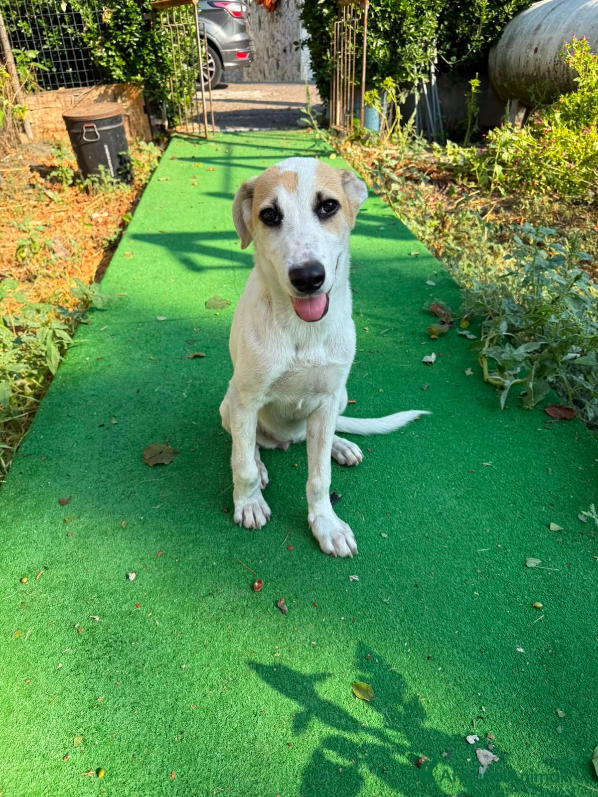 Meticcio cani India, taglia media! (6mesi) - Annuncio 12