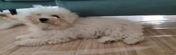 Bolognese cani in vendita: Vendo cuccioli Bolognese  - Annuncio 1