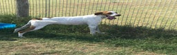 Breton cani in regalo: PUCK, bretoncino bianco/arancio in adozione a Provincia di Latina - Annuncio 3