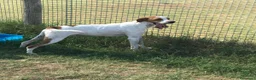 Breton cani in regalo: PUCK, bretoncino bianco/arancio in adozione a Provincia di Latina - Annuncio 3