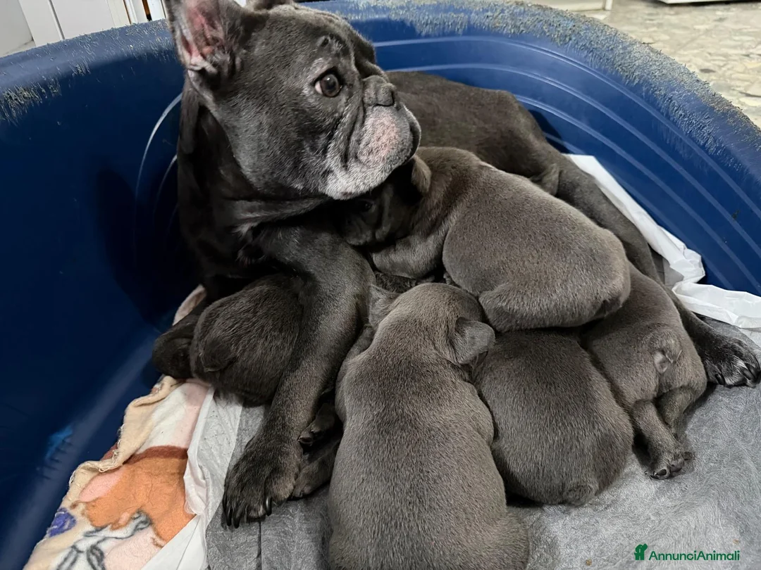 Bulldog Francese cani in vendita: Vendo Bulldog francese  - Annuncio 8