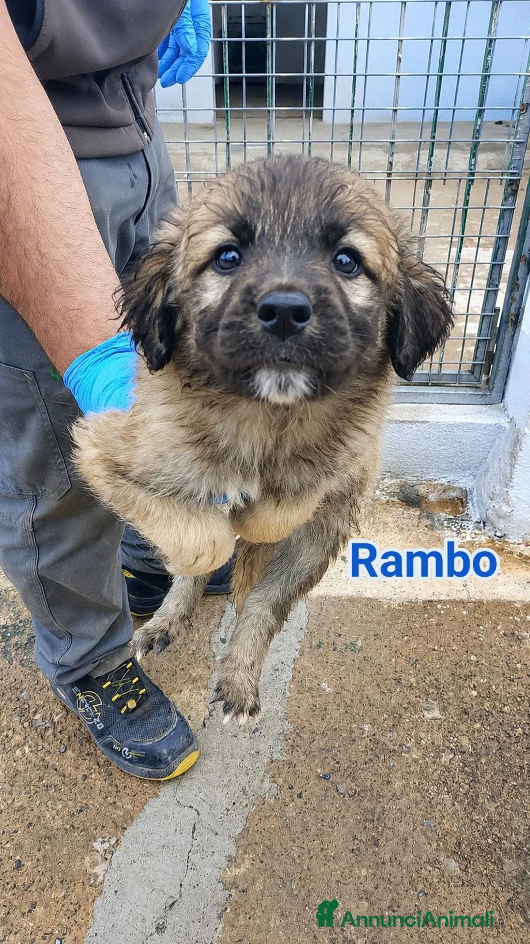 Meticcio cani in regalo: Margot Minnie e Rambo  - Annuncio 2