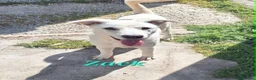 Meticcio cani in regalo: Zac in adozione - Annuncio 6