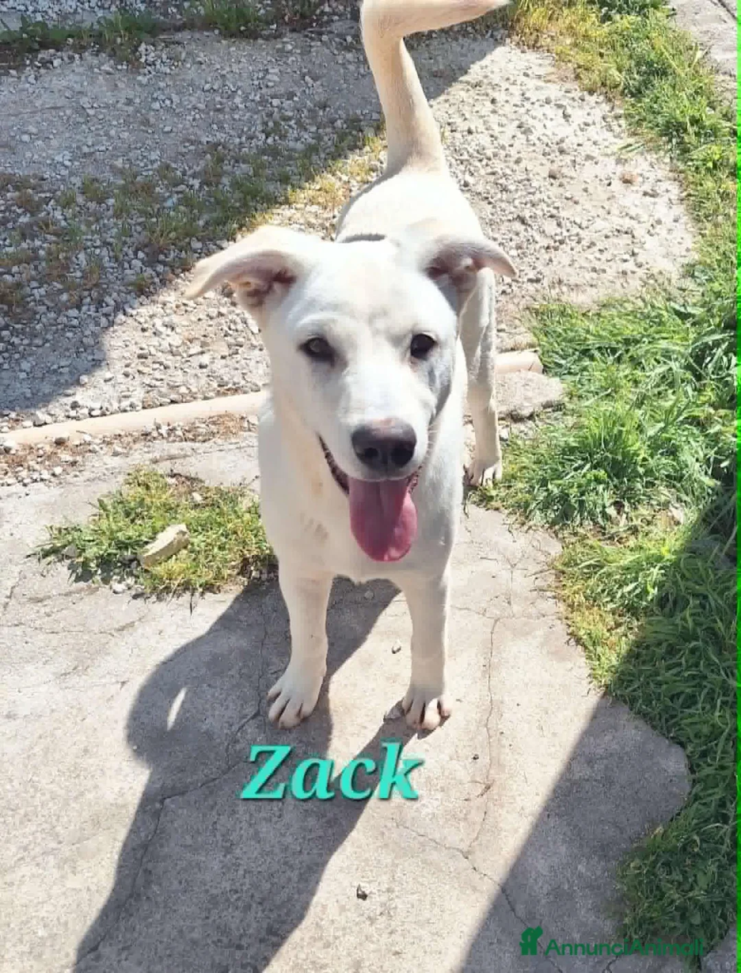 Meticcio cani in regalo: Zac in adozione - Annuncio 6