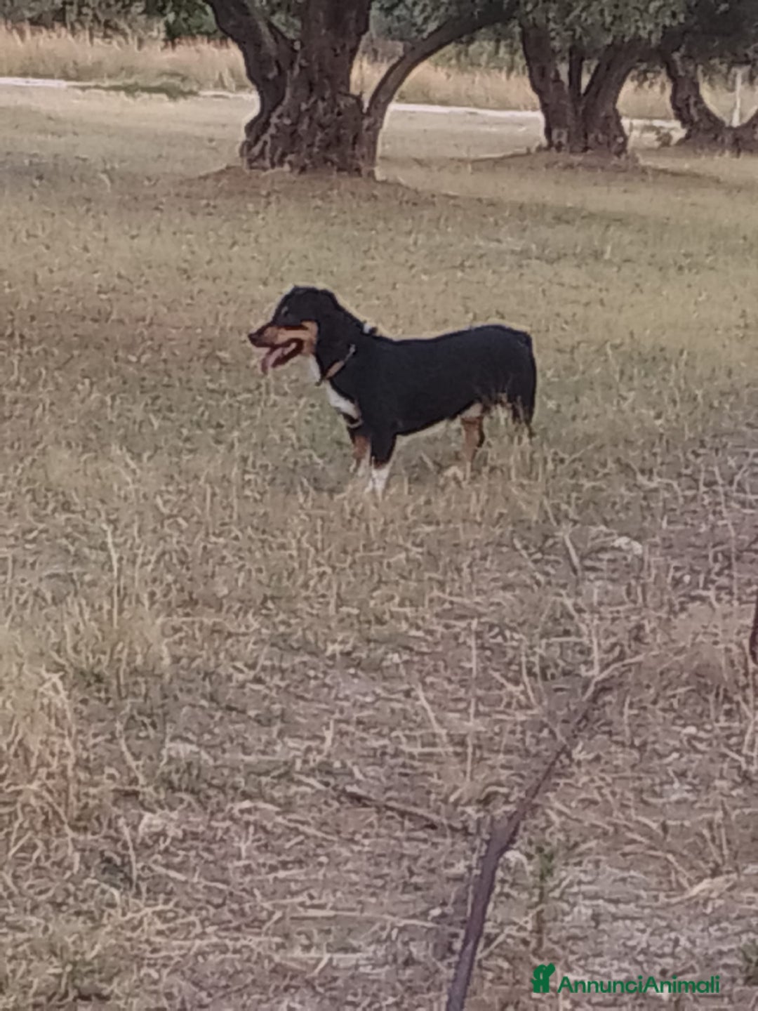 Meticcio cani in regalo: OSCAR 💙 -taglia piccola, buonissimo! Chiama!!🙏🏻 - Annuncio 16