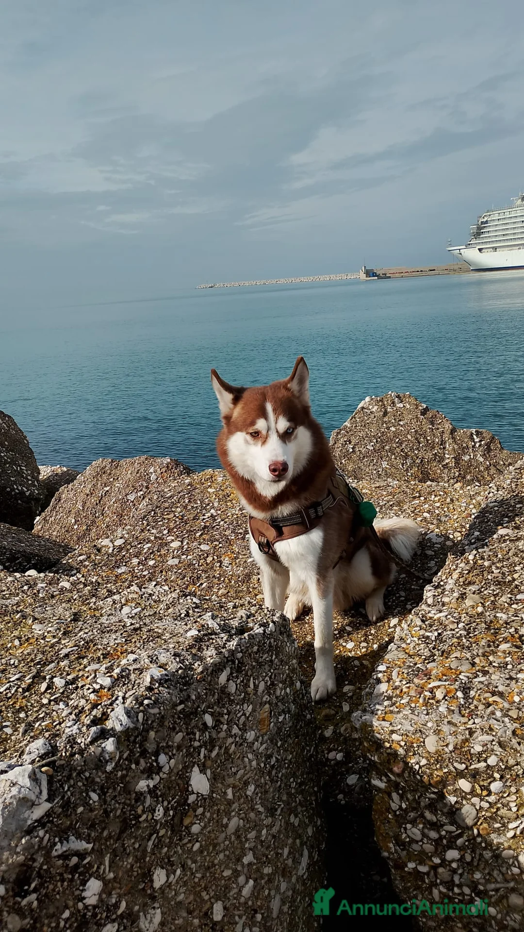 Husky cani per accoppiamento: Balto sta cercando una fidanzata!  a Provincia di Ancona - Annuncio 6