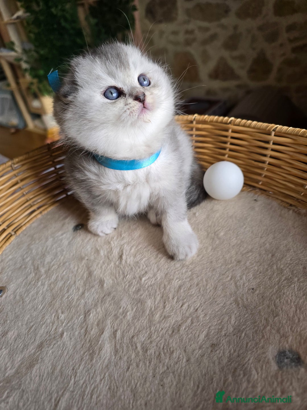 Scottish gatti in vendita: Gattini Scottish fold e straight silver shaded - Annuncio 11
