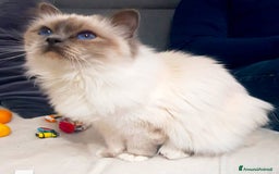 Sacro di Birmania gatti in vendita: Sacri di birmania, dolcissimi cuccioli - Immagine 10