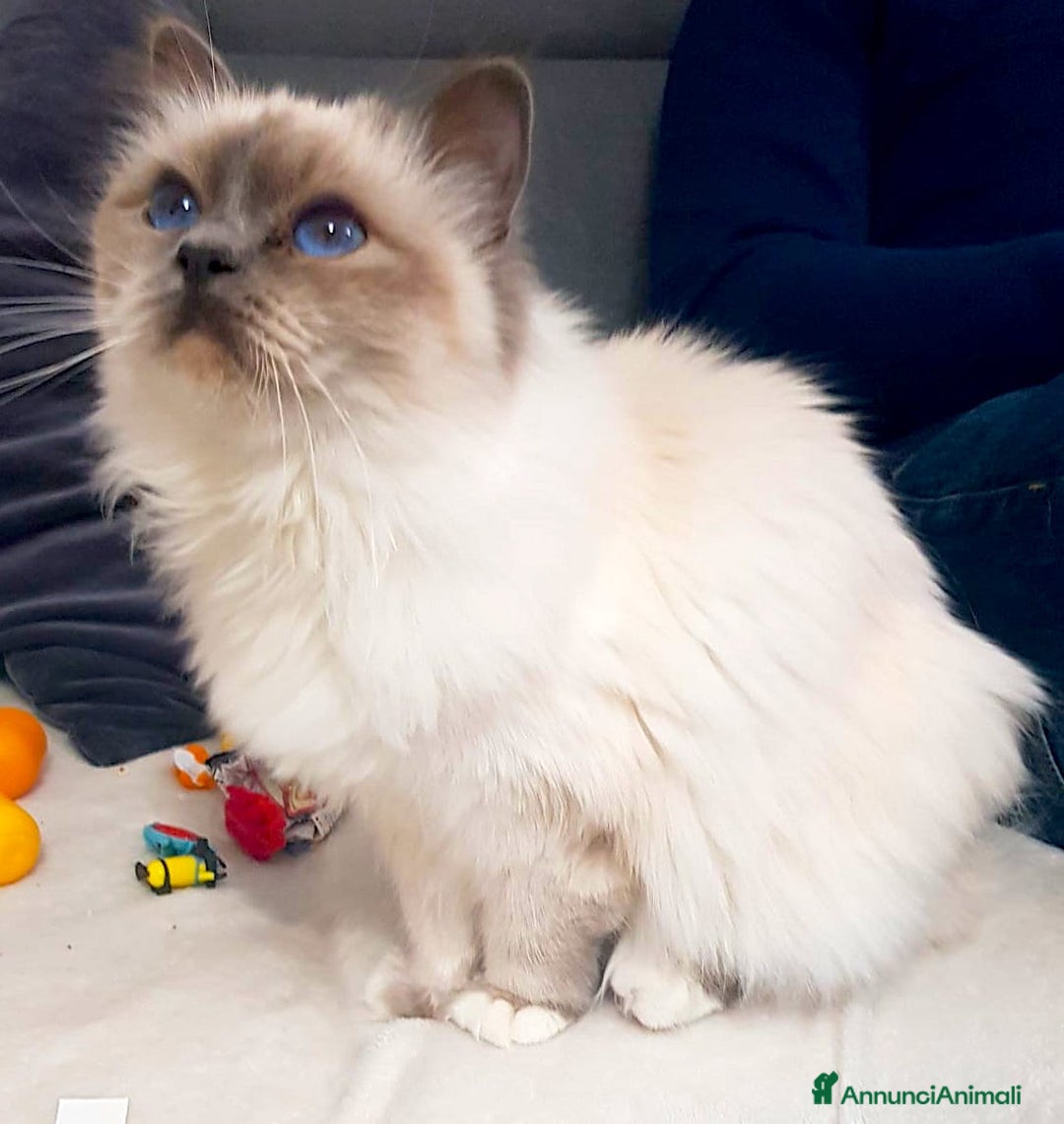 Sacro di Birmania gatti in vendita: Sacri di birmania, dolcissimi cuccioli - Immagine 10