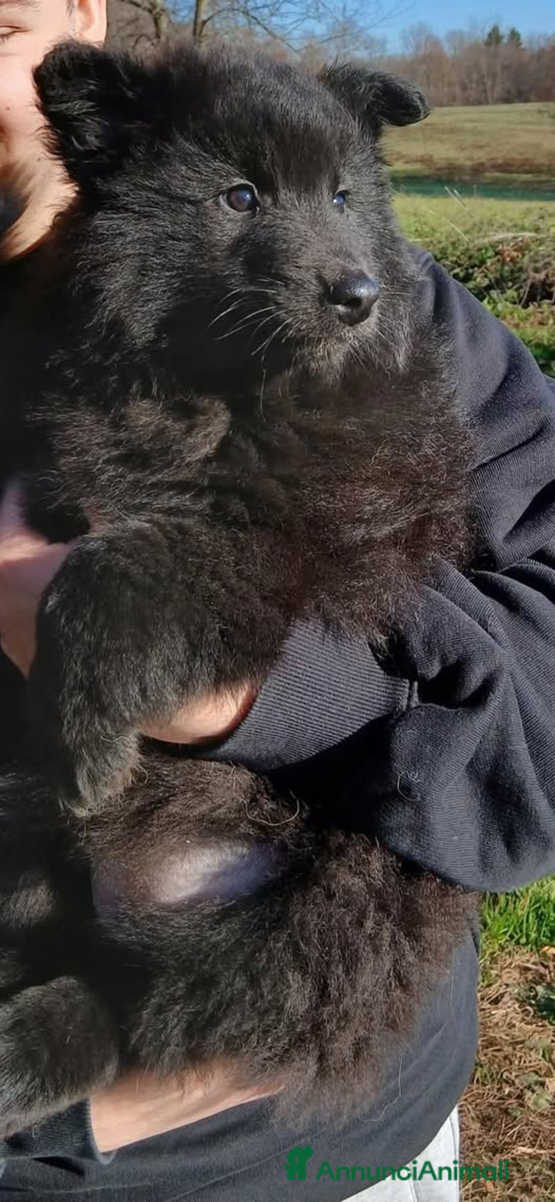 Pastore Belga cani in vendita: Cucccioli di pastore belga groenendeal - Annuncio 4