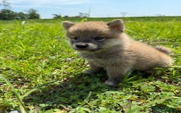 Shiba Inu cani in vendita: Cuccioli di Shiba Inu con pedigree Enci  - Immagine 3