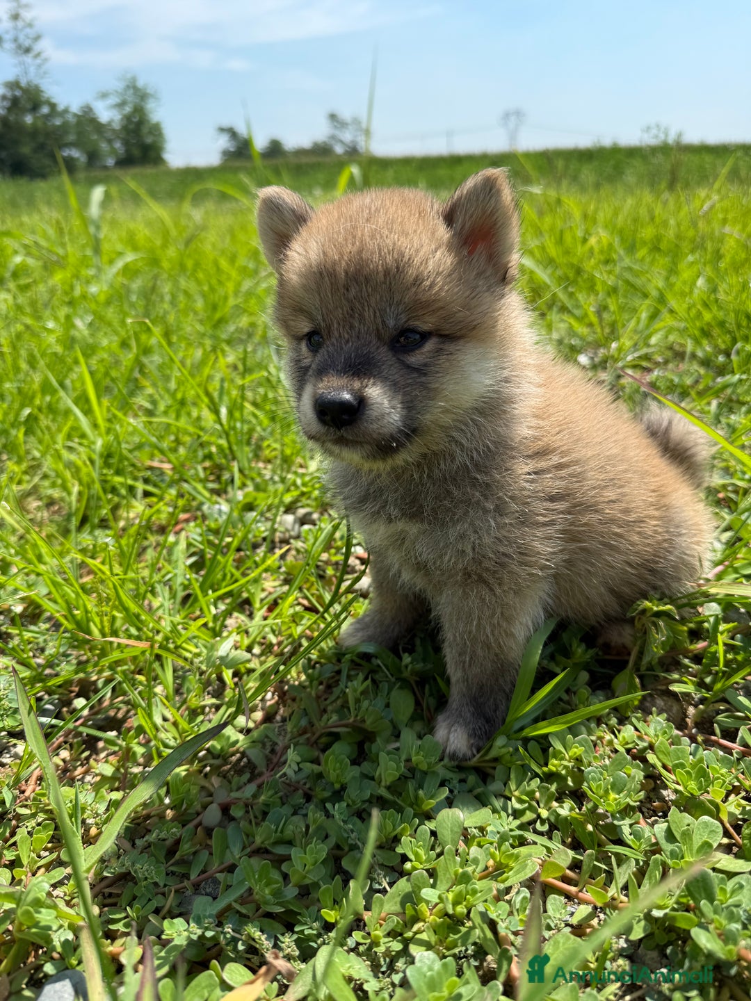 Shiba Inu cani in vendita: Cuccioli di Shiba Inu con pedigree Enci  - Immagine 3