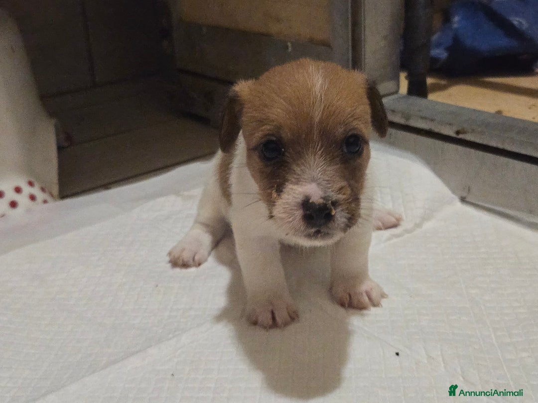 Jack Russell cani in vendita: Cuccioli Jack Russell Terrier - Annuncio 3