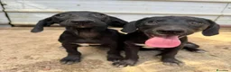 Meticcio cani in regalo: I 3 CUCCIOLI più dolci del mondo!  - Annuncio 3