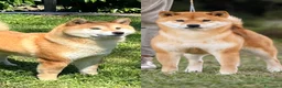 Shiba Inu cani in vendita: Shiba inu - Annuncio 10