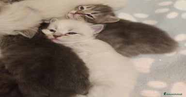 Siberiano gatti - Annuncio 1