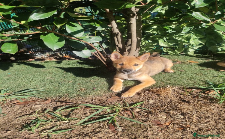 Shiba Inu cani a Provincia di Varese - Annuncio 1