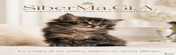 Siberiano gatti in vendita: SIBERIANO GATTINO IPOALLERGENICO  - Annuncio 14