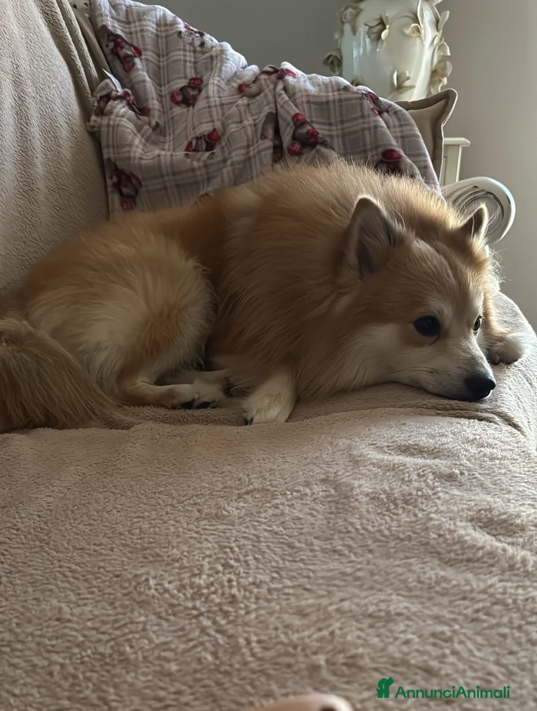 Volpino Italiano cani in regalo: cookie  a Città Metropolitana di Napoli - Annuncio 2