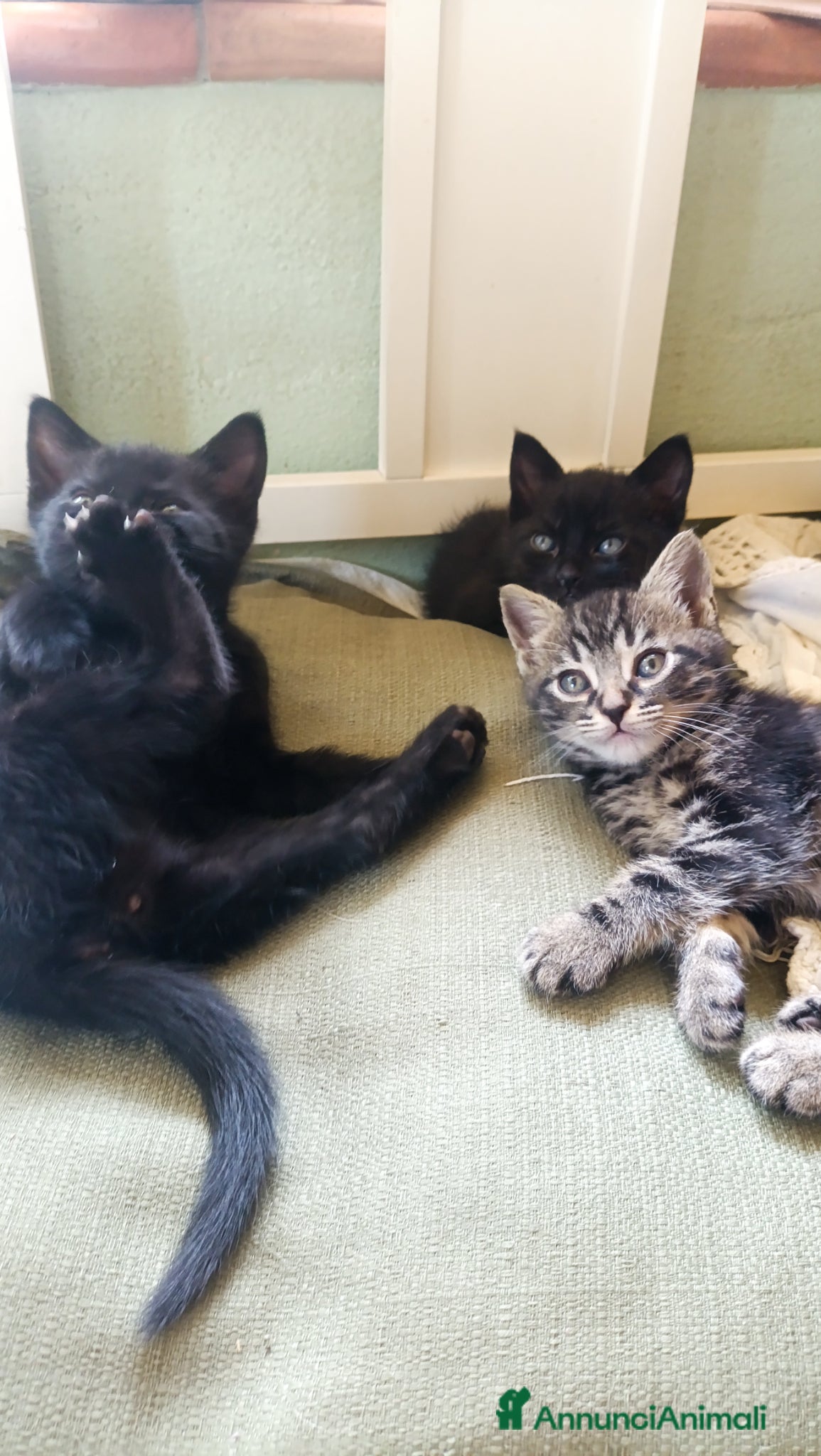 Europeo gatti in vendita: Vendita gattini  - Annuncio 6
