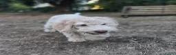 Lagotto cani in vendita: Cuccioli di Lagotto con Pedigree. Eros e Ares. - Annuncio 14