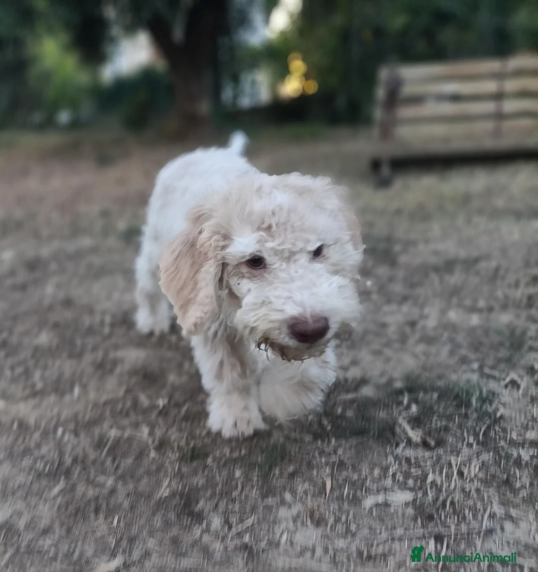 Lagotto cani in vendita: Cuccioli di Lagotto con Pedigree. Eros e Ares. - Annuncio 14