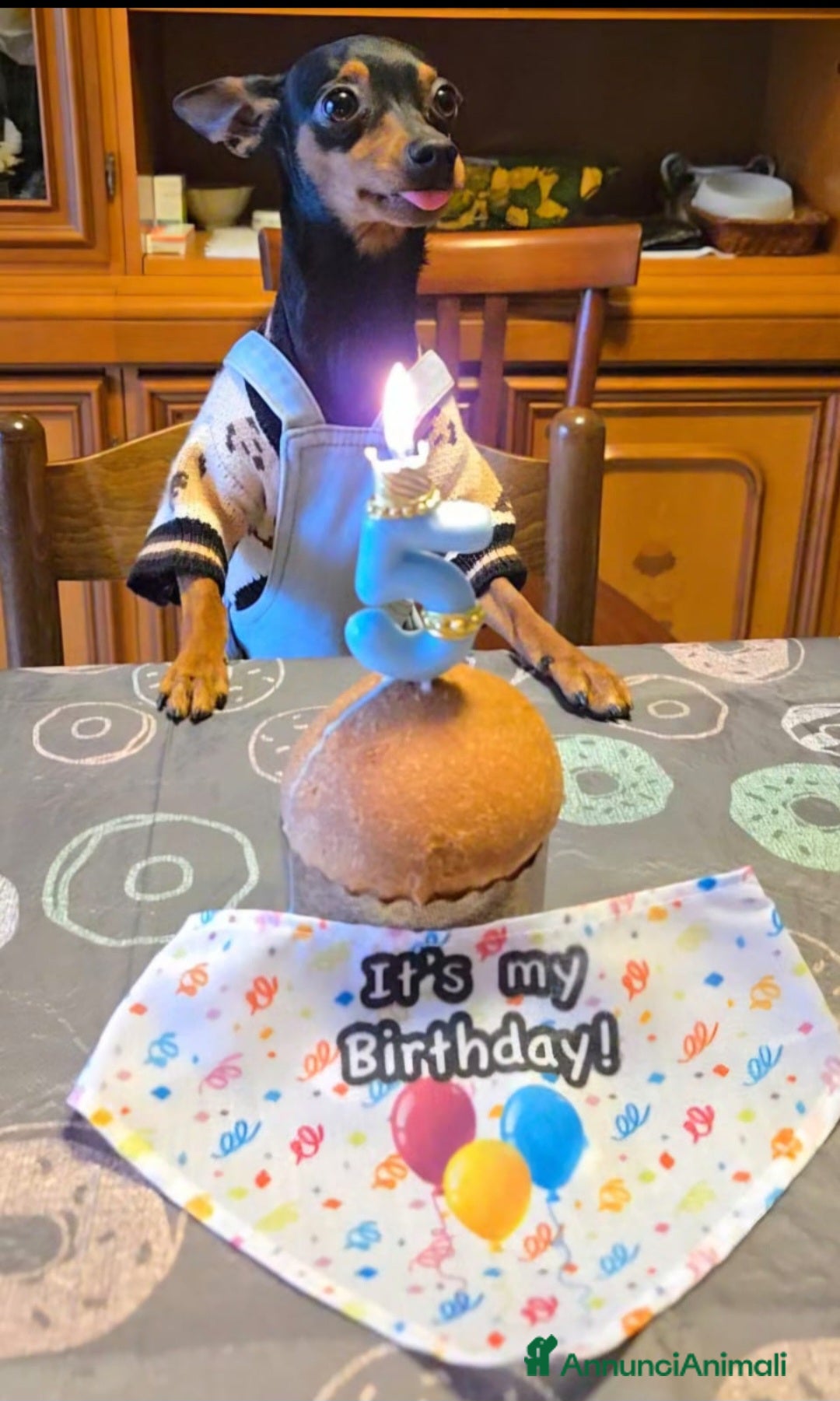 Pinscher Miniatura cani per accoppiamento: Cerco fidanzatina  - Annuncio 1