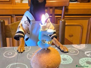 Pinscher Miniatura cani Cerco fidanzatina - Annuncio 8