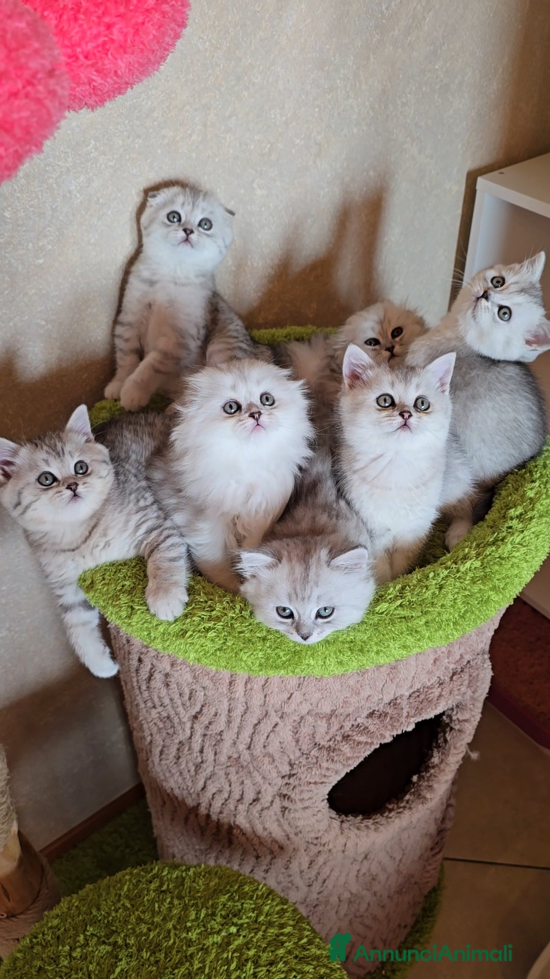 Scottish gatti Scottish Fold e straight silver - Annuncio 18