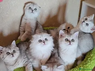 Scottish gatti Scottish Fold e straight silver - Annuncio 17