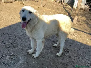 Meticcio cani il dolcissimo LUCKY a Città metropolitana di Roma Capitale - Annuncio 27