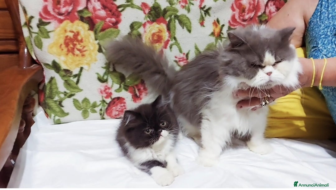 Persiano gatti in vendita: Cuccioli di Persiano a Città Metropolitana di Torino - Immagine 5