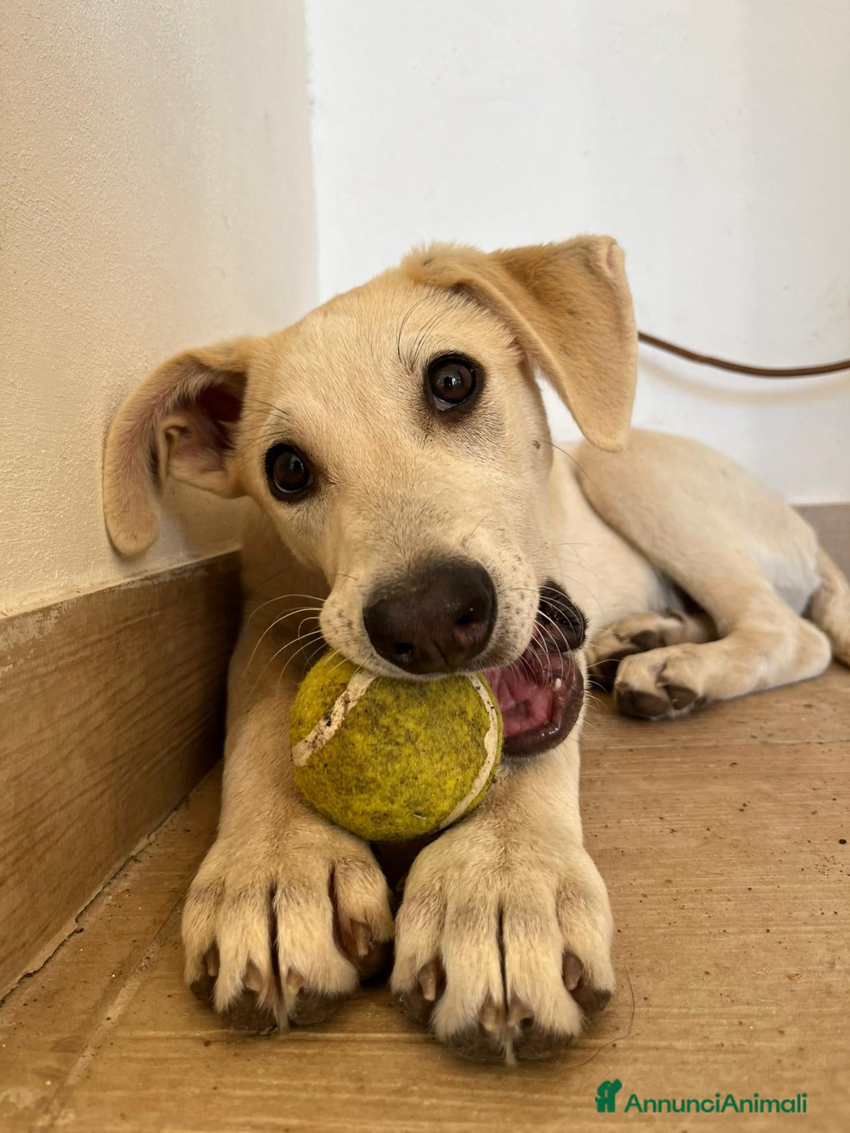 Meticcio cani in regalo: Goku cerca casa - Annuncio 2